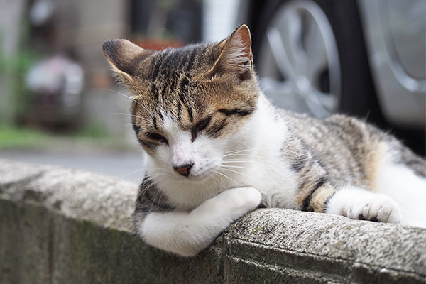 コルビ　縁石に手をかけた