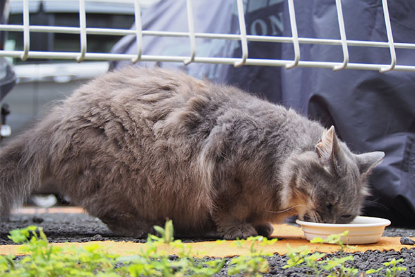 マフ　食べてる　体毛