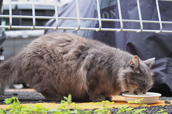 マフ　食べてる　体毛２