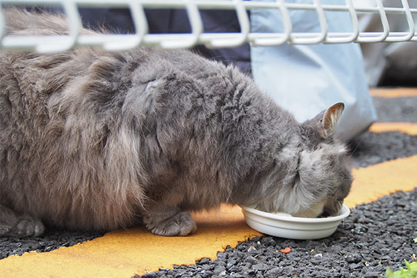 マフ　食べてる　上半身