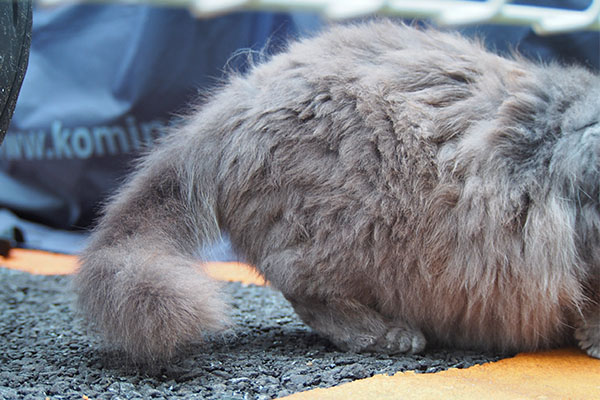 マフ　食べてる　下半身