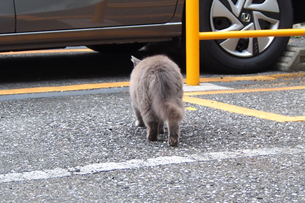 マフ　去って行く