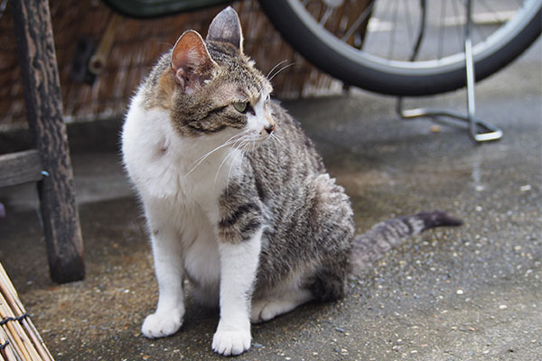 さくら　濡れた場所で