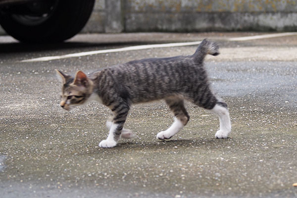 ソックス　しっぽを上げて左へ