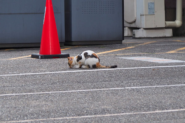 しろみ　何か食べてるような