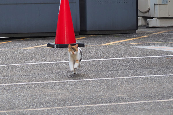 シロミ　跳んでるみたいに走って