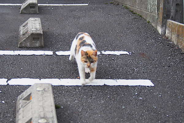 シロミ　もっとおくれ