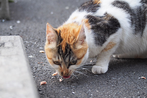 シロミ　食べ方がコワイ