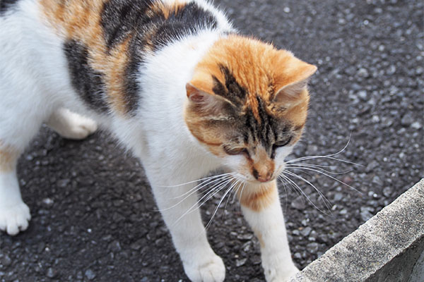 シロミ　にゃんかおくれ