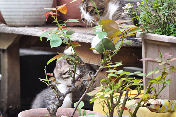 ふたりで狙う仔猫ず