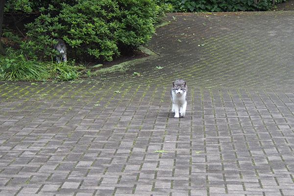 クロムが左の木の中から出て来た