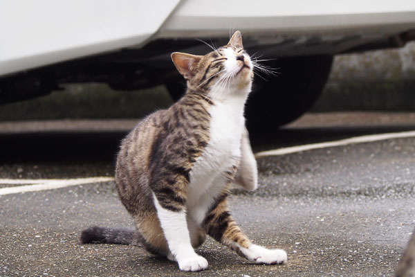 ホット　恍惚顔のカキカキ