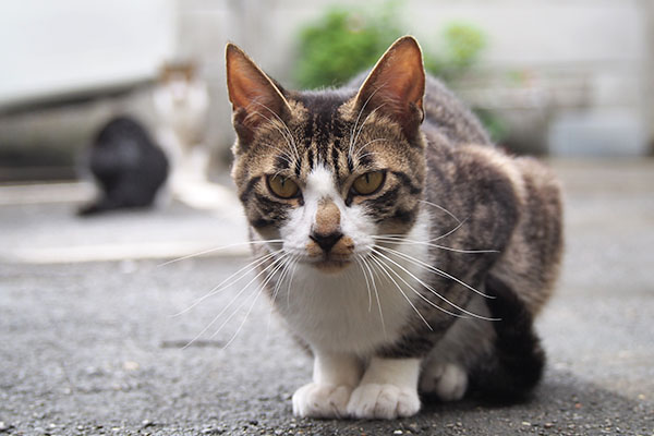 ホット　痩せて見える