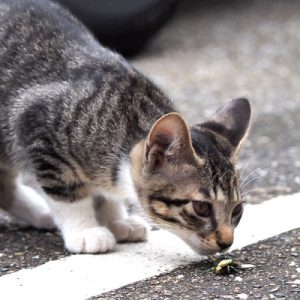 socks kiss to bug
