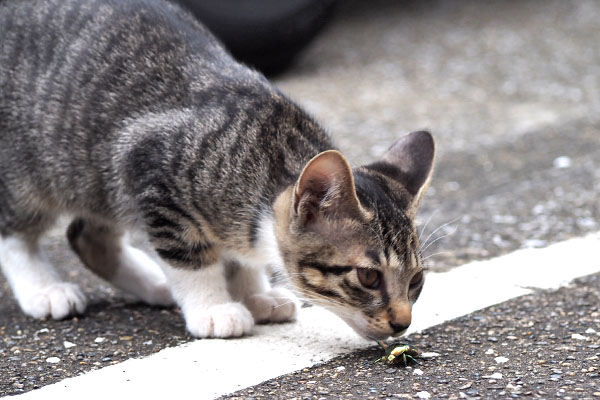 socks kiss to bug