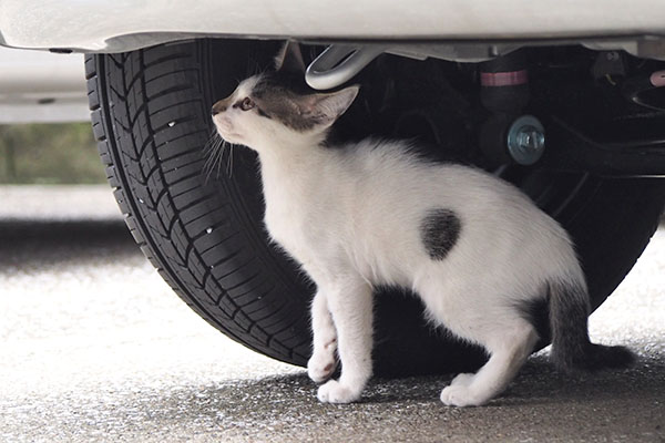 しろまる　車点検２