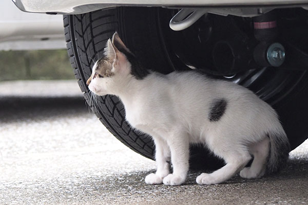 shiromaru side of car wheel