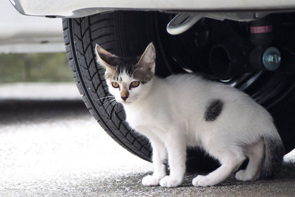 しろまる　車点検終了