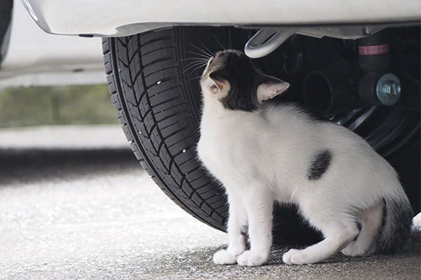 しろまる　車点検