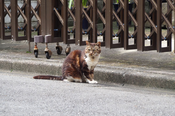 コウライ　1枚目