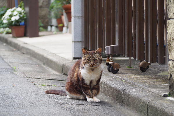 コウライ　正面から