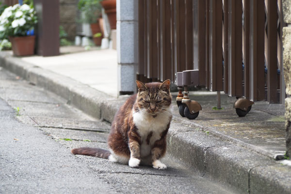 コウライ　どこかへ行く