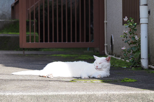 チロル　ちょいアップ