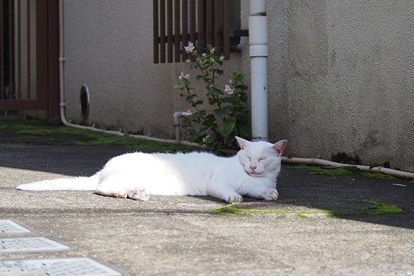 チロル　ちょいアップこっち見てる