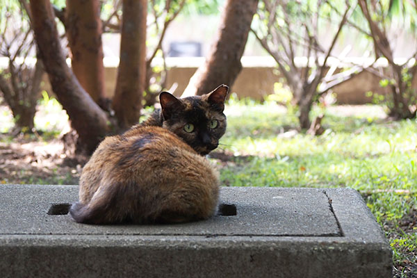 ロミ　振り向く