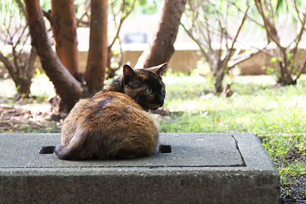 ロミ　階段の方を見る