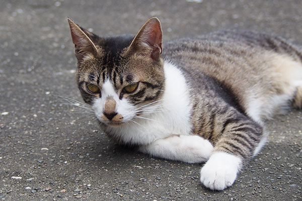 兄猫　ホット君もビックリ