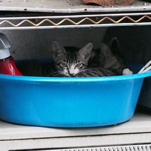 rinx and bros in washball