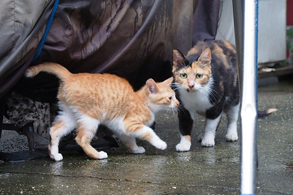 ミクと茶白仔猫