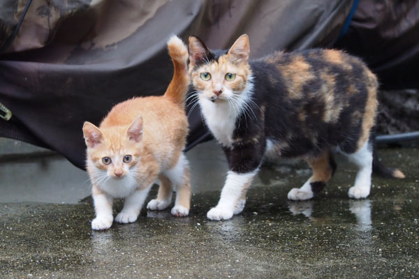 ミクと茶白仔猫　カメラ目線