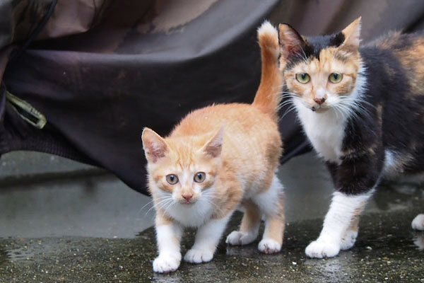 orange kitten with mama