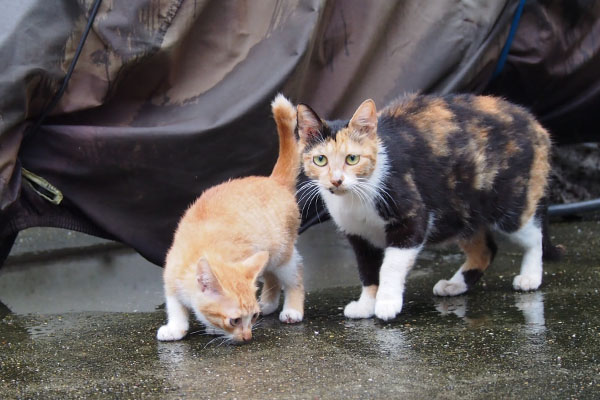 ミクと茶白仔猫　仔猫自由に