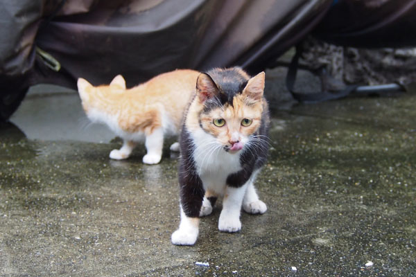 仔猫どっか行った