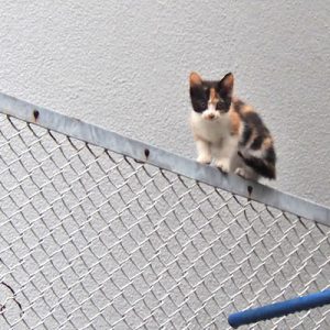kitten calico on the fence