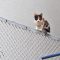 kitten calico on the fence