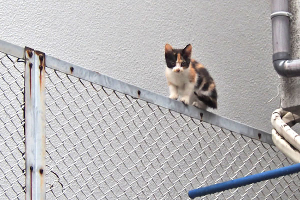 kitten calico on the fence