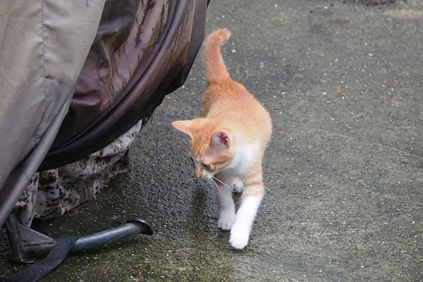 茶白仔猫　楽しそうに