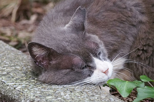 otto head on the ground