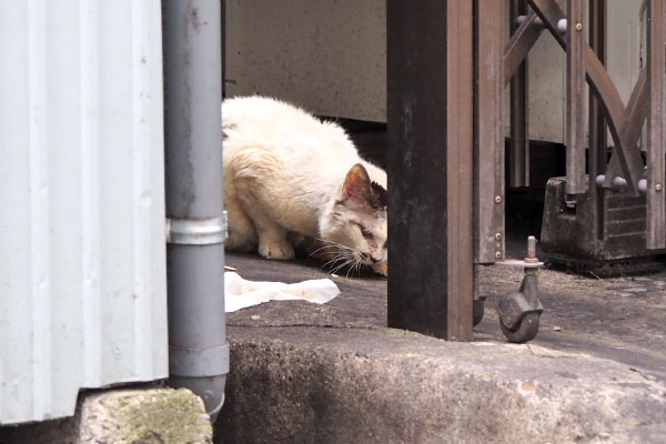 ヤン　焼きカツオ食べる２