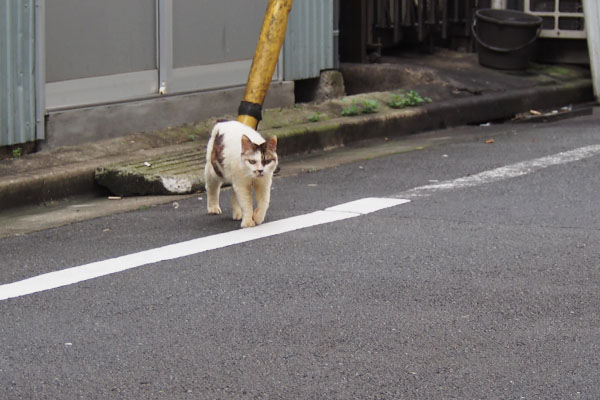 歩く　ヤン