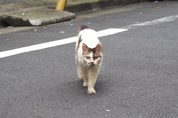 歩く　ヤン　道路横断