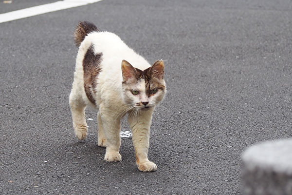 歩く　ヤン　停止