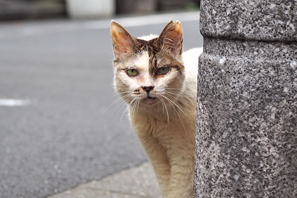 ヤン　お代わりを