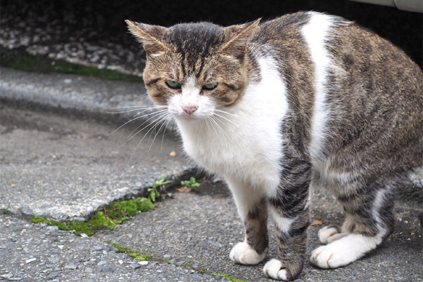 レオ太　立ち止まる