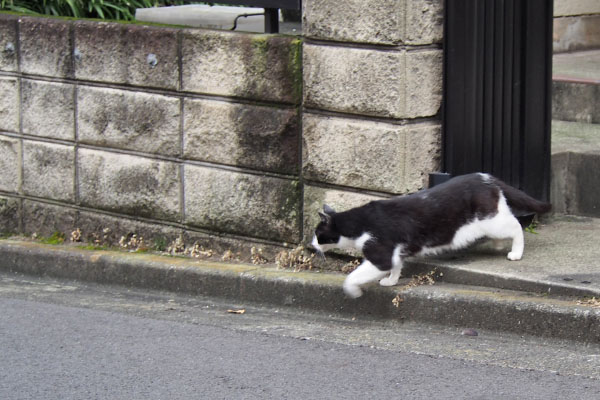 スズ　走り出す