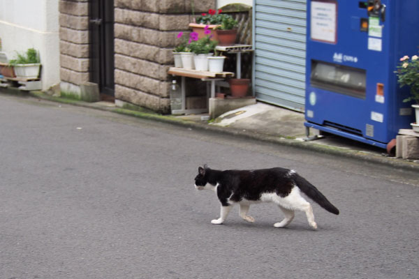 駆け抜ける　スズ